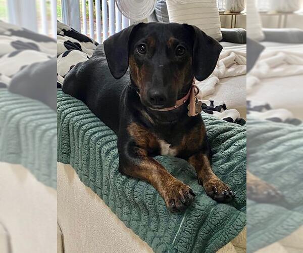 Medium Photo #2 Bull Terrier-Dachshund Mix Puppy For Sale in Los Angeles, CA, USA