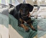 Small #1 Bull Terrier-Dachshund Mix