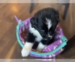 Small Photo #21 Australian Shepherd Puppy For Sale in YADKINVILLE, NC, USA
