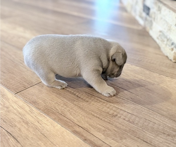 Medium Photo #11 French Bulldog Puppy For Sale in SACRAMENTO, CA, USA