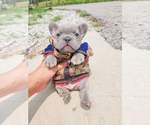 Small Photo #1 French Bulldog Puppy For Sale in GRANDVIEW, MO, USA