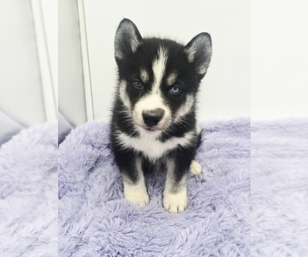 Medium Photo #4 Siberian Husky Puppy For Sale in SANDY HOOK, KY, USA