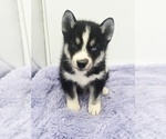Small #3 Siberian Husky