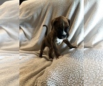 Small Photo #4 Boxer Puppy For Sale in PLEASANT HILL, IL, USA