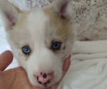 Small Photo #2 Pomsky Puppy For Sale in ORANGE PARK, FL, USA