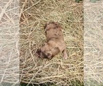 Small Photo #16 Aussiedoodle Puppy For Sale in MONMOUTH, OR, USA
