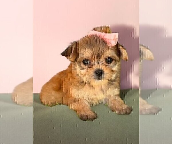 Medium Photo #12 Maltipoo Puppy For Sale in MIAMI BEACH, FL, USA