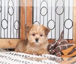 Small Photo #1 Shorkie Tzu Puppy For Sale in NAPLES, FL, USA