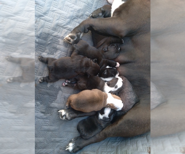Medium Photo #5 American Bully-Bullypit Mix Puppy For Sale in N HIGHLANDS, CA, USA
