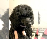 Small Photo #1 Poodle (Miniature) Puppy For Sale in ZEBULON, GA, USA