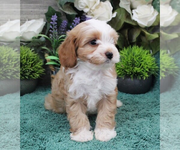Medium Photo #5 Cavapoo (Miniature) Puppy For Sale in CARLISLE, KY, USA