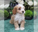 Small #4 Cavapoo (Miniature)