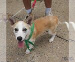 Small #3 Siberian Husky Mix