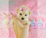 Small #6 Poodle (Toy)