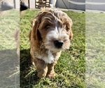 Small Photo #6 Goldendoodle Puppy For Sale in LOCKPORT, IL, USA