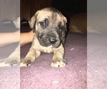 Small Photo #1 Daniff Puppy For Sale in CHESTER GAP, VA, USA