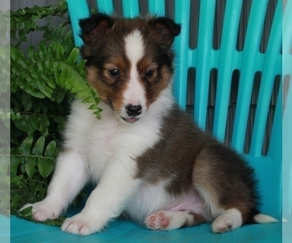 Medium Photo #2 Shetland Sheepdog Puppy For Sale in FREDERICKSBURG, OH, USA