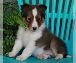 Small Photo #2 Shetland Sheepdog Puppy For Sale in FREDERICKSBURG, OH, USA