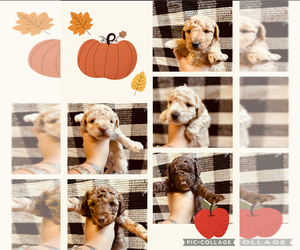 Aussiedoodle Miniature  Puppy for sale in EAST BERLIN, PA, USA