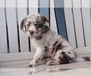 Medium Miniature Labradoodle