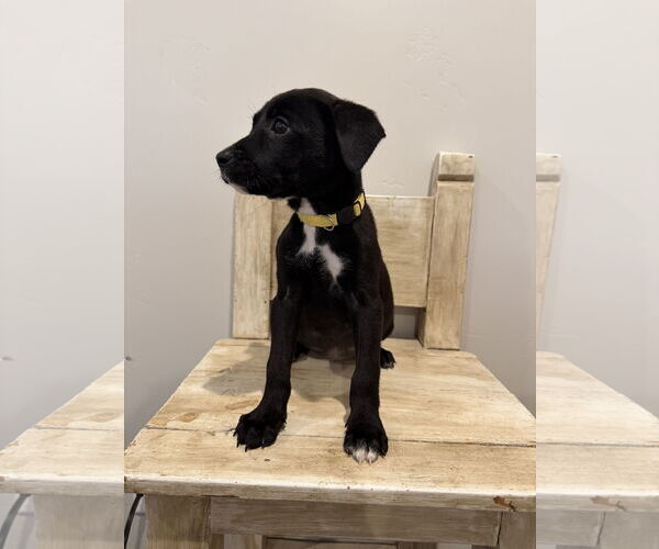 Medium Photo #2 Labrador Retriever-Unknown Mix Puppy For Sale in MIDWAY, UT, USA