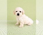 Small #1 Bichon Frise