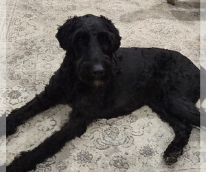 Schnoodle (Standard) Dogs for adoption in LAMAR, MO, USA