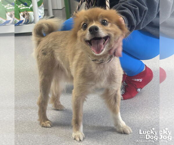 Medium Photo #1 Pomeranian-Unknown Mix Puppy For Sale in Washington, DC, USA