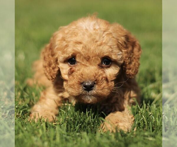 Medium Photo #1 Cavapoo (Miniature) Puppy For Sale in RONKS, PA, USA