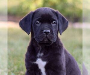 Cane Corso Puppy for sale in NARVON, PA, USA