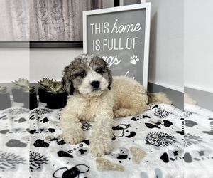 Goldendoodle (Miniature) Puppy for sale in FRANKLIN, IN, USA