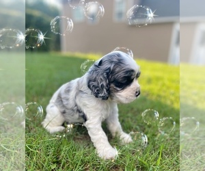 Cocker Spaniel Puppy for sale in GROVETOWN, GA, USA