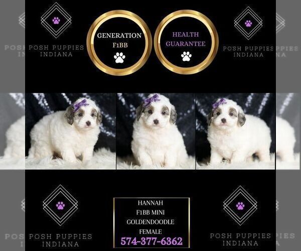Medium Photo #7 Goldendoodle (Miniature) Puppy For Sale in WARSAW, IN, USA