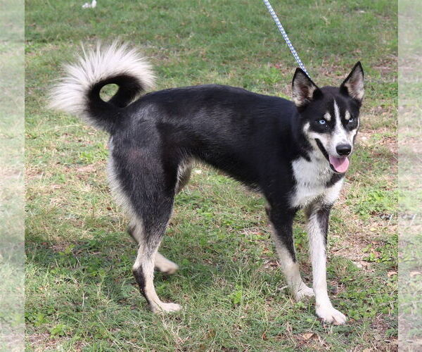 Medium Photo #2 Siberian Husky-Unknown Mix Puppy For Sale in Bandera, TX, USA