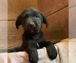 Small Photo #3 English Springer Spaniel-German Shepherd Dog Mix Puppy For Sale in ATGLEN, PA, USA