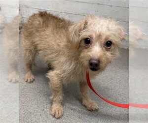 Maltese Dogs for adoption in San Bernardino, CA, USA