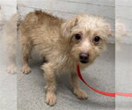 WINIFRED - Male Maltese Dog for Adoption - Small photo