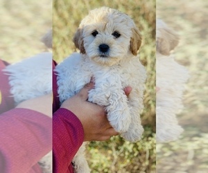 Medium Maltipoo