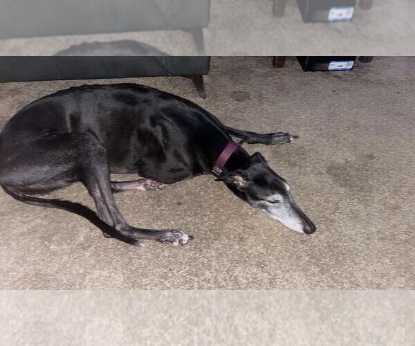 Medium Photo #2 Greyhound Puppy For Sale in Cherry Hill, NJ, USA