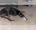 Small #1 Greyhound