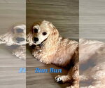 Small #14 Cavapoo (Miniature)