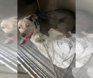 Mutt Dogs for adoption in Downey, CA, USA