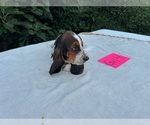 Small #8 Basset Hound