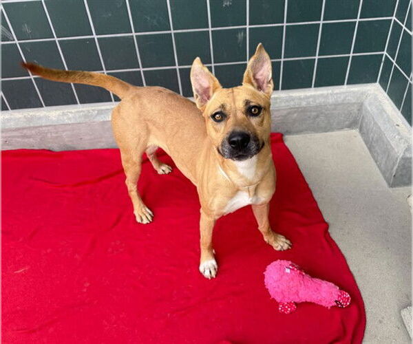 Medium Photo #1 Mutt Puppy For Sale in Rancho Cucamonga, CA, USA