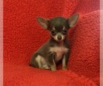 Small Chihuahua