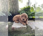 Puppy Zack Poodle (Miniature)