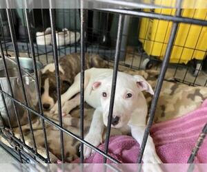 American Staffordshire Terrier Dogs for adoption in Waco, TX, USA