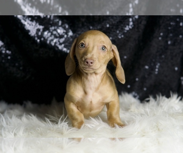 Medium Photo #5 Dachshund Puppy For Sale in WARSAW, IN, USA
