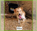 Small #1 Golden Retriever Mix