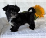 Small #3 Morkie